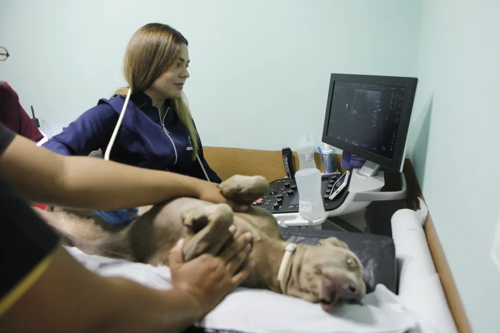 Cão em exame de ultrassom no Hospital Animalmed