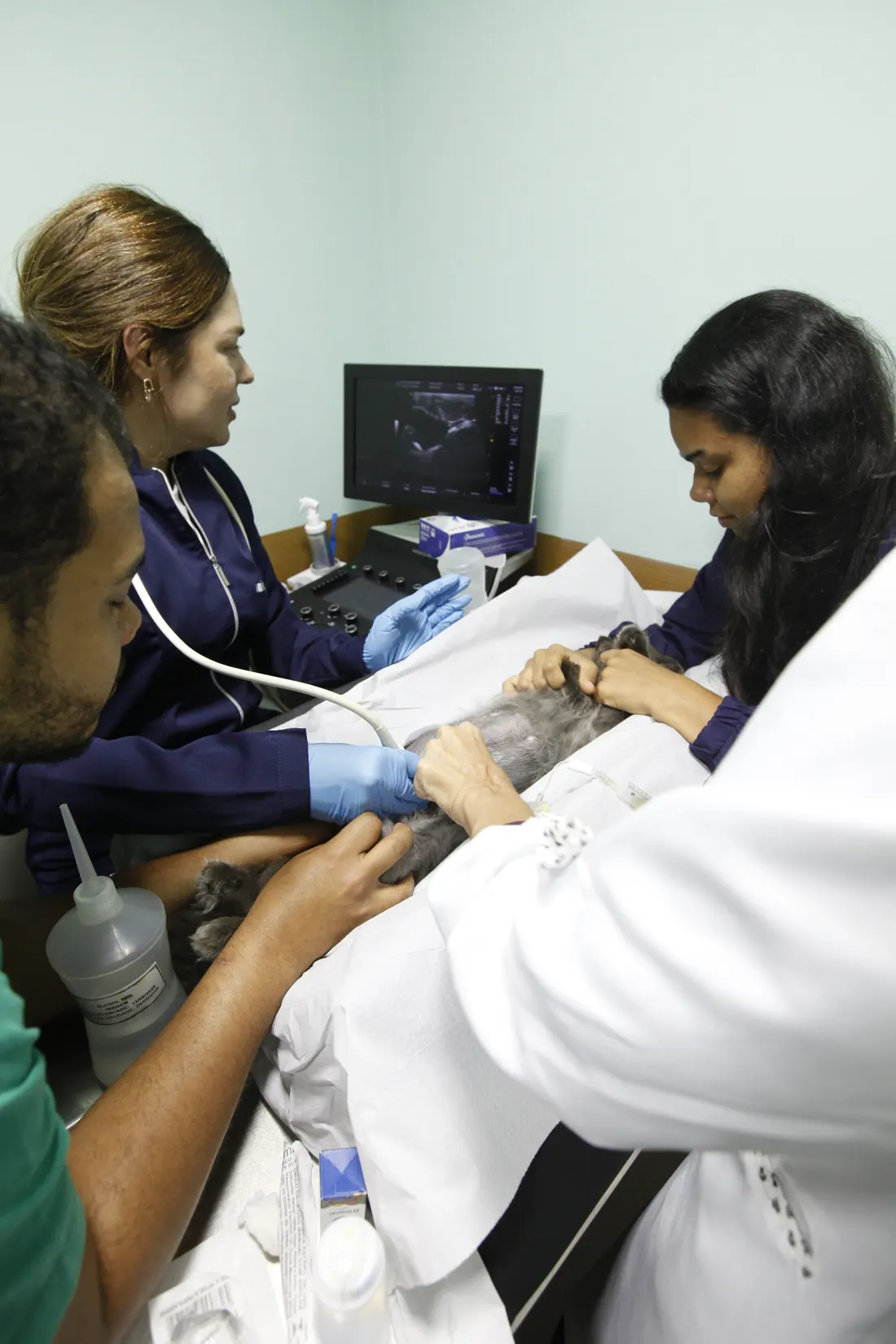 Gato em exame de ultrassom no hospital